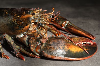 Photo of Raw lobster on grey textured table, closeup