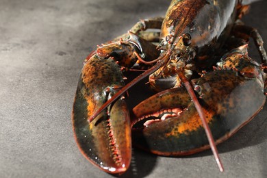 Photo of Raw lobster on grey textured table, closeup. Space for text