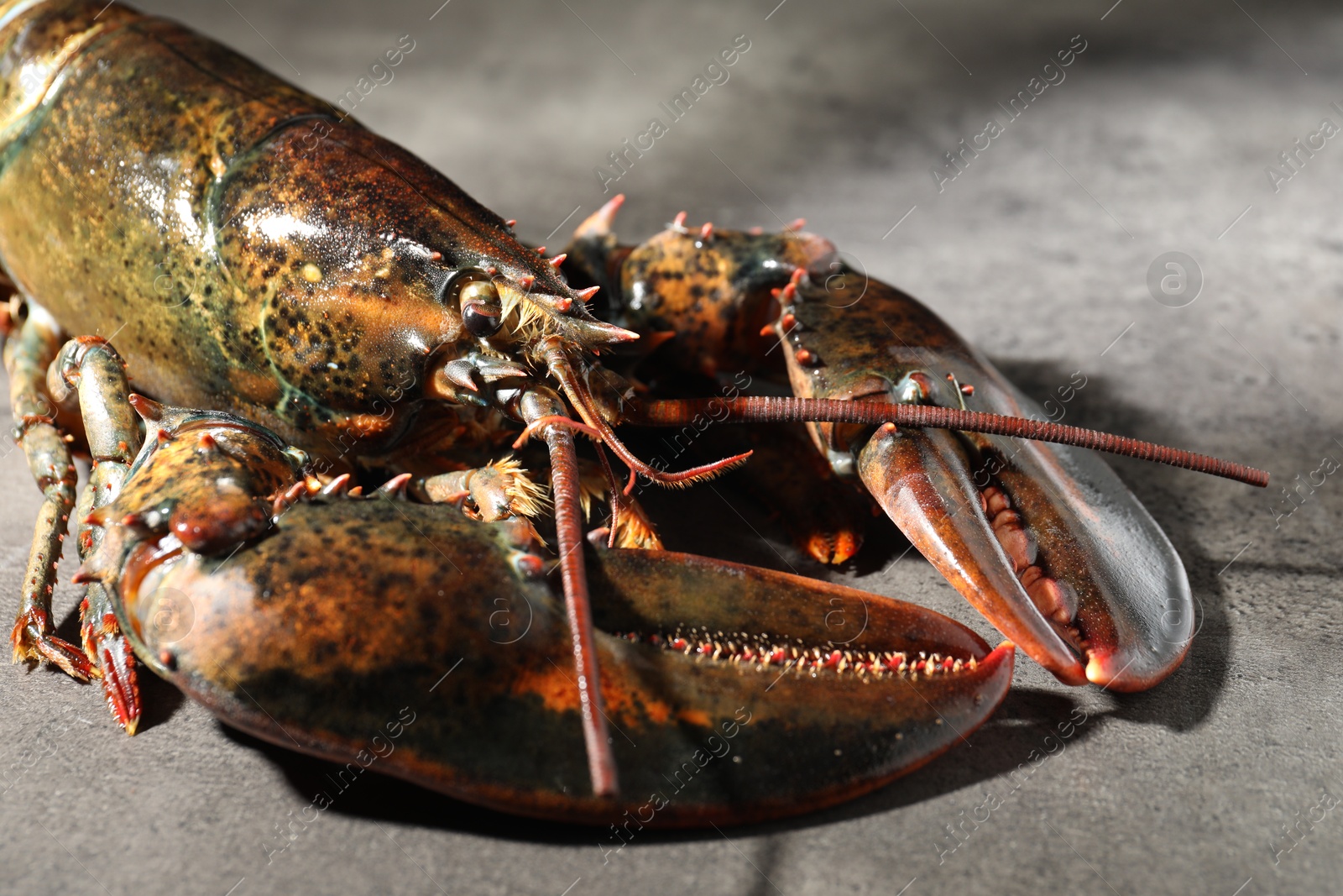 Photo of Raw lobster on grey textured table, closeup