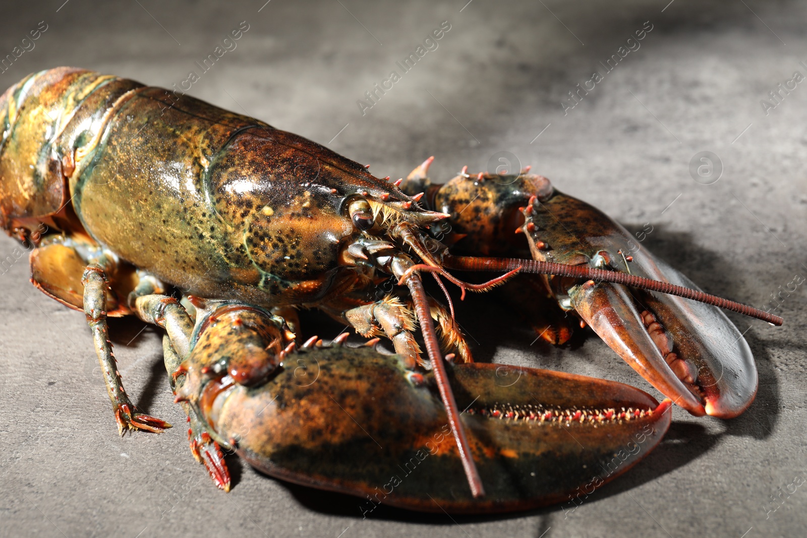 Photo of Raw lobster on grey textured table, closeup