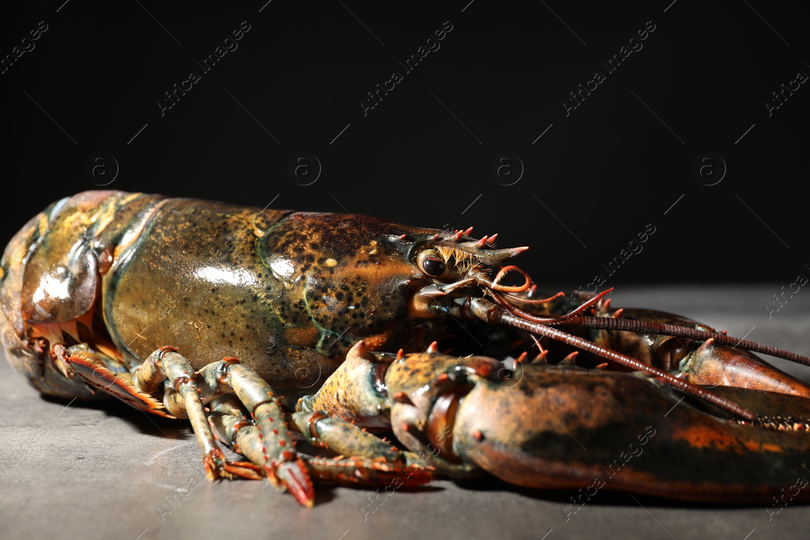 Photo of Raw lobster on grey textured table against black background, closeup