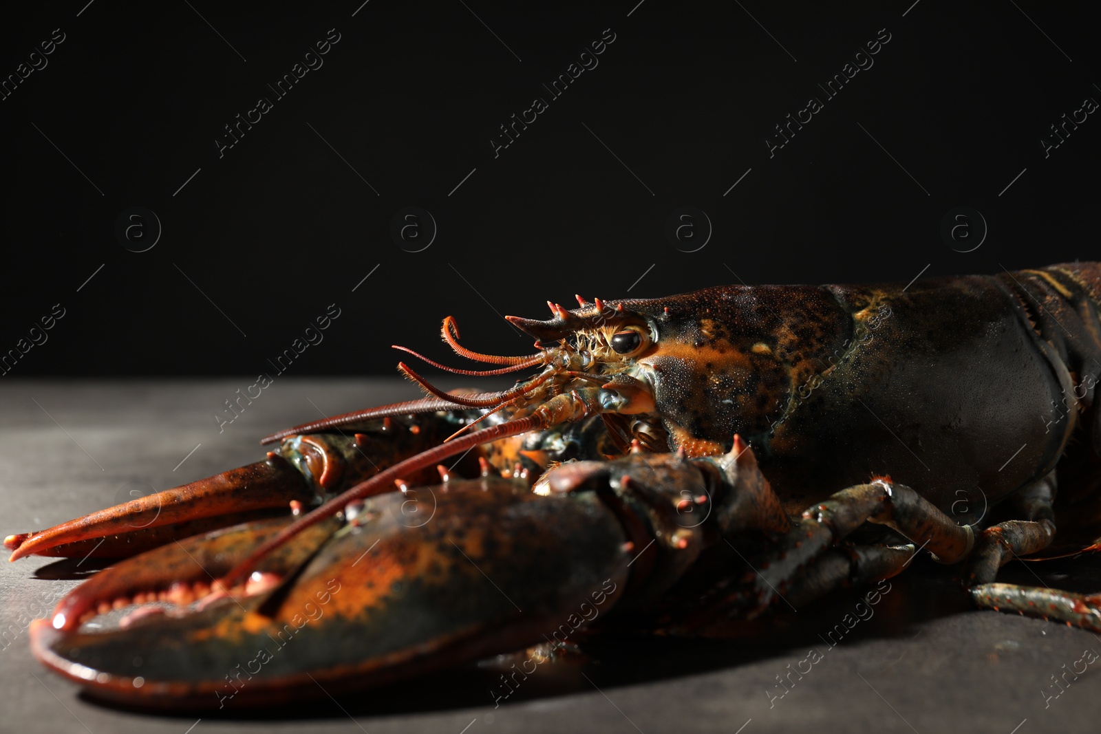 Photo of Raw lobster on grey textured table against black background, closeup