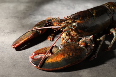 Photo of Raw lobster on grey textured table, closeup