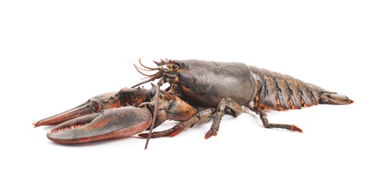 Photo of One whole raw lobster isolated on white