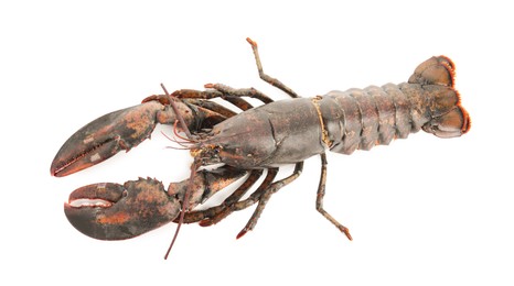 Photo of One whole raw lobster isolated on white, top view