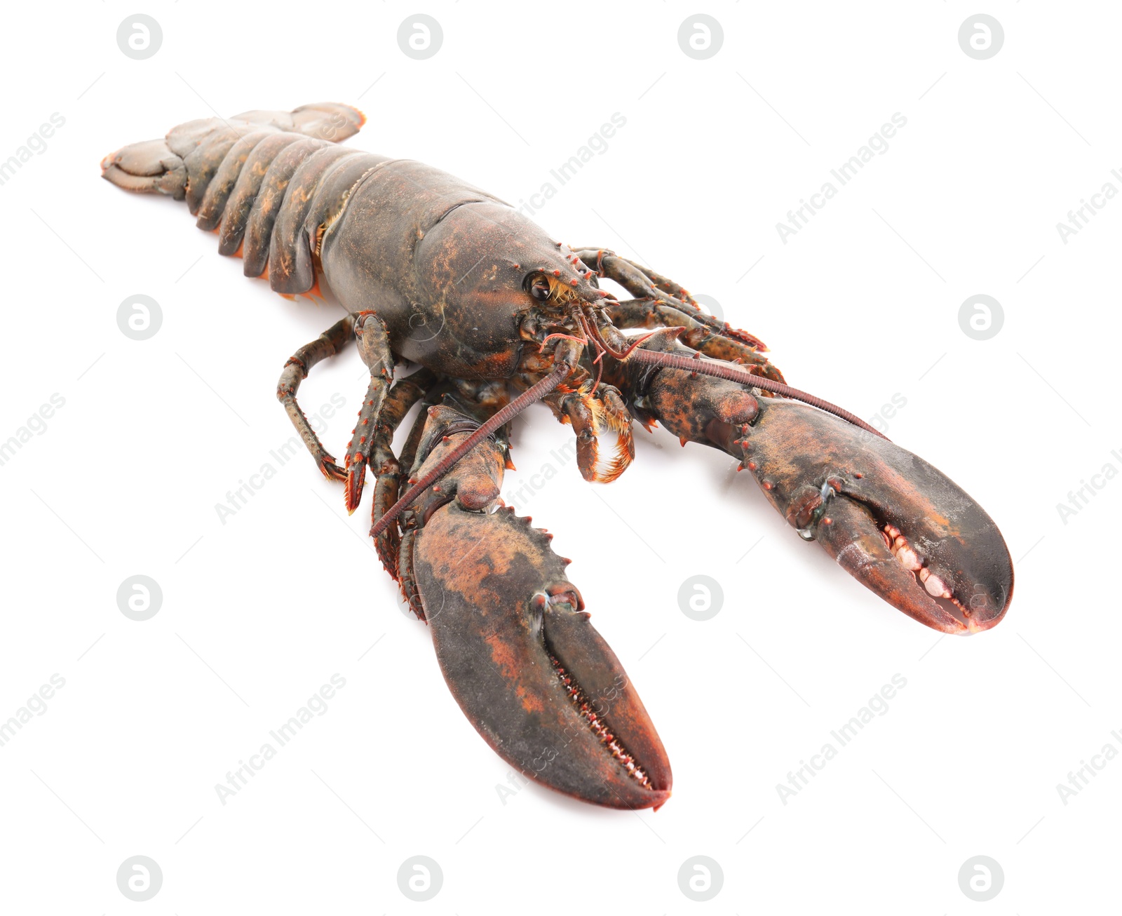 Photo of One whole raw lobster isolated on white