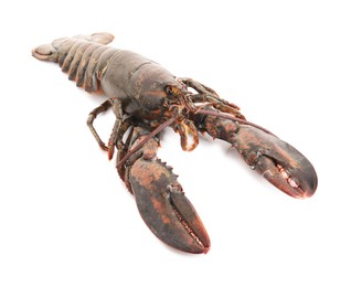 Photo of One whole raw lobster isolated on white