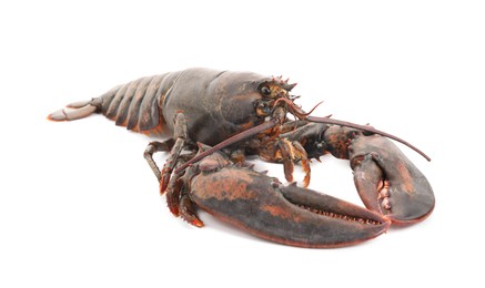 One whole raw lobster isolated on white