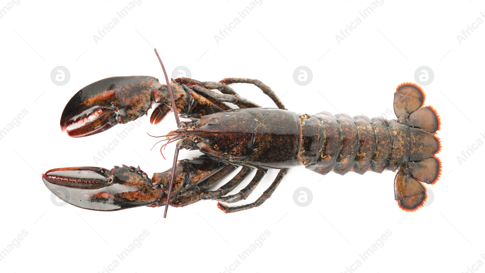 Photo of One whole raw lobster isolated on white, top view