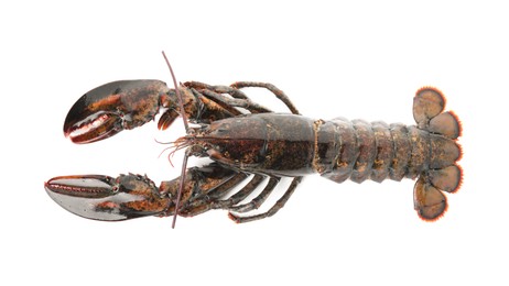 Photo of One whole raw lobster isolated on white, top view