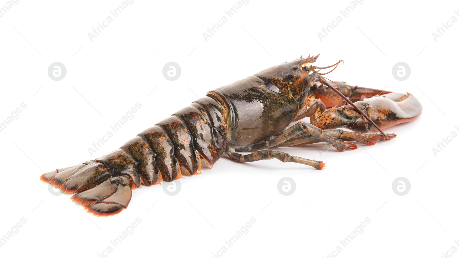 Photo of One whole raw lobster isolated on white