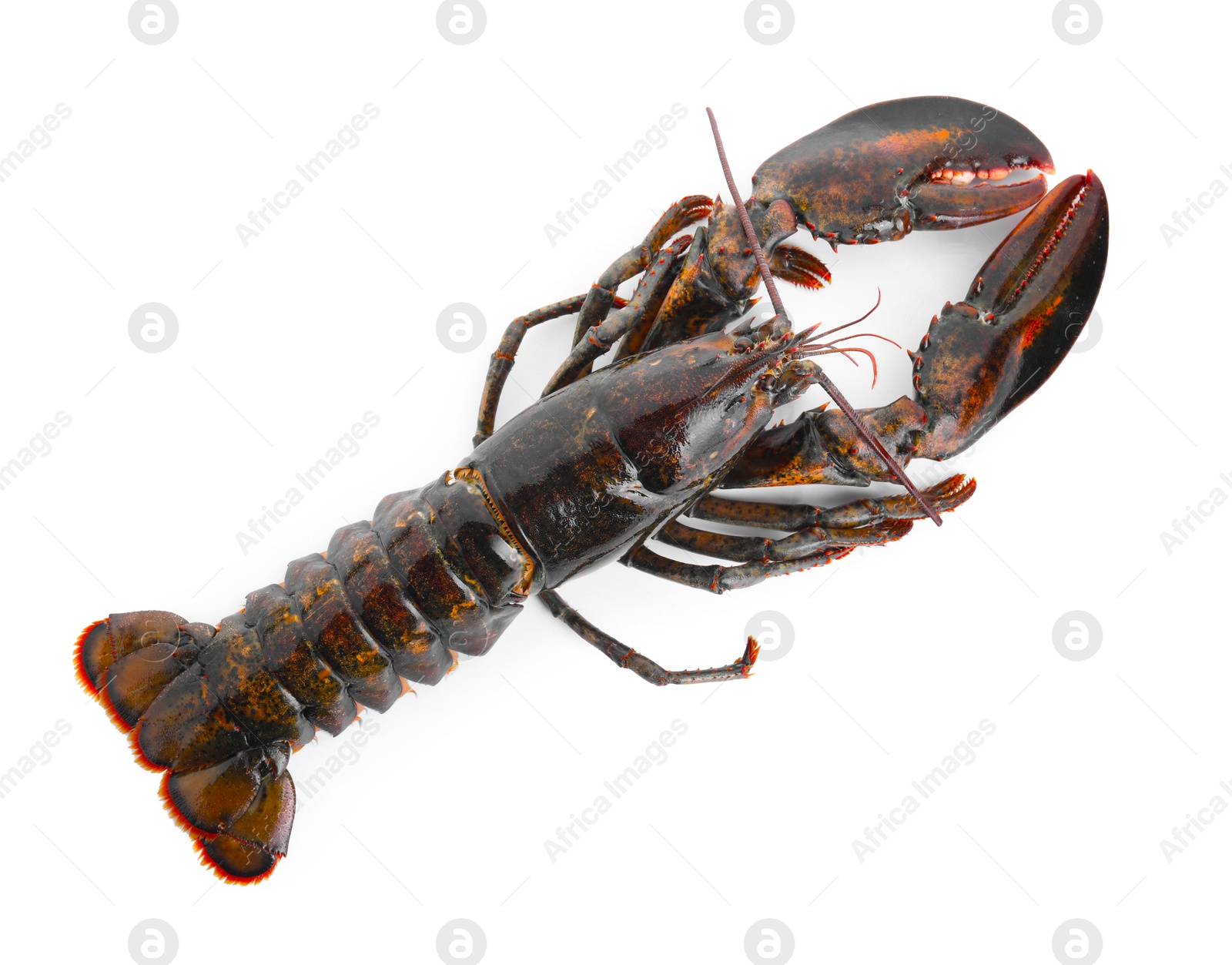 Photo of One whole raw lobster isolated on white, top view