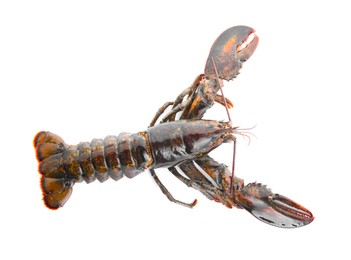 Photo of One whole raw lobster isolated on white, top view