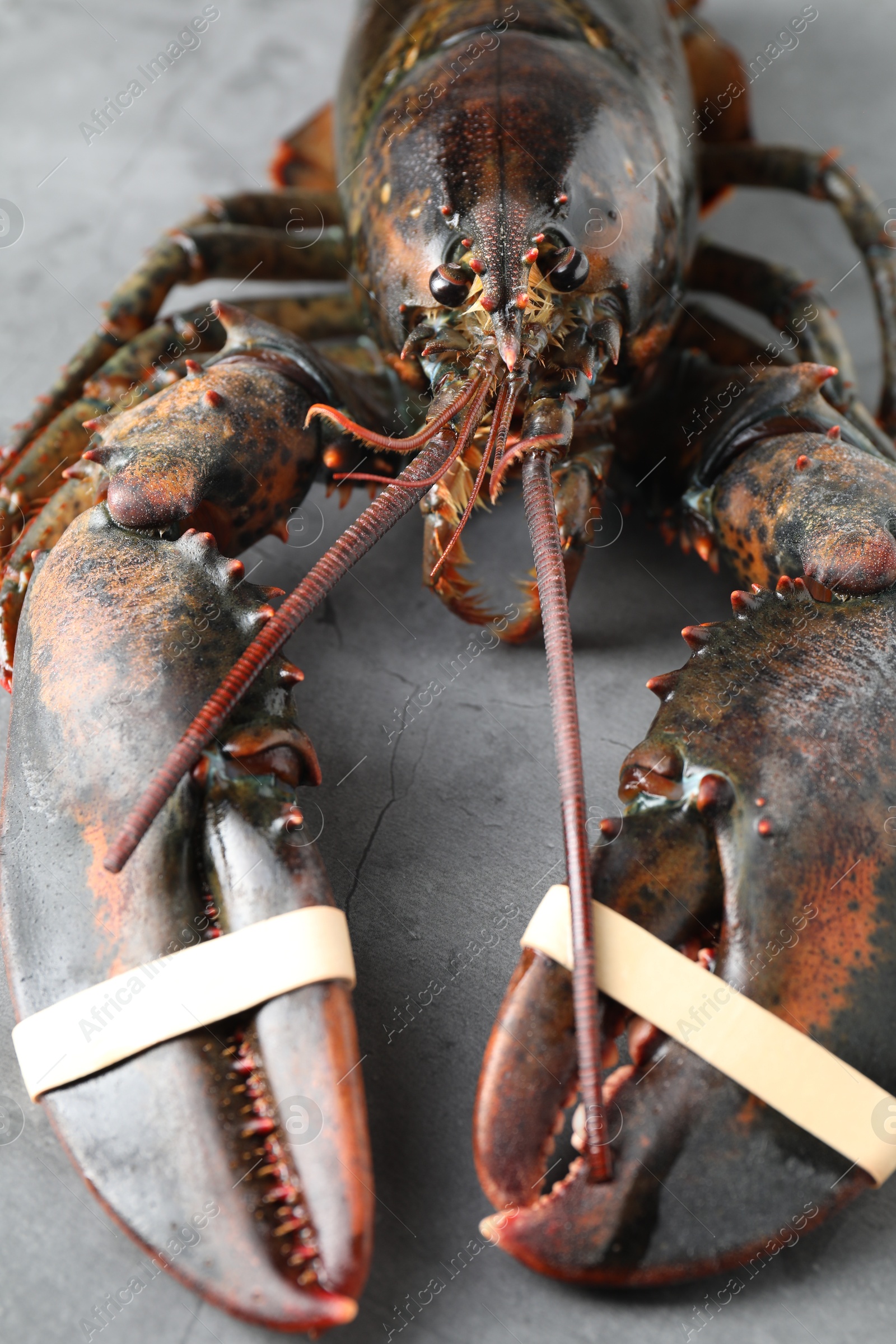 Photo of One raw lobster on grey textured table, closeup