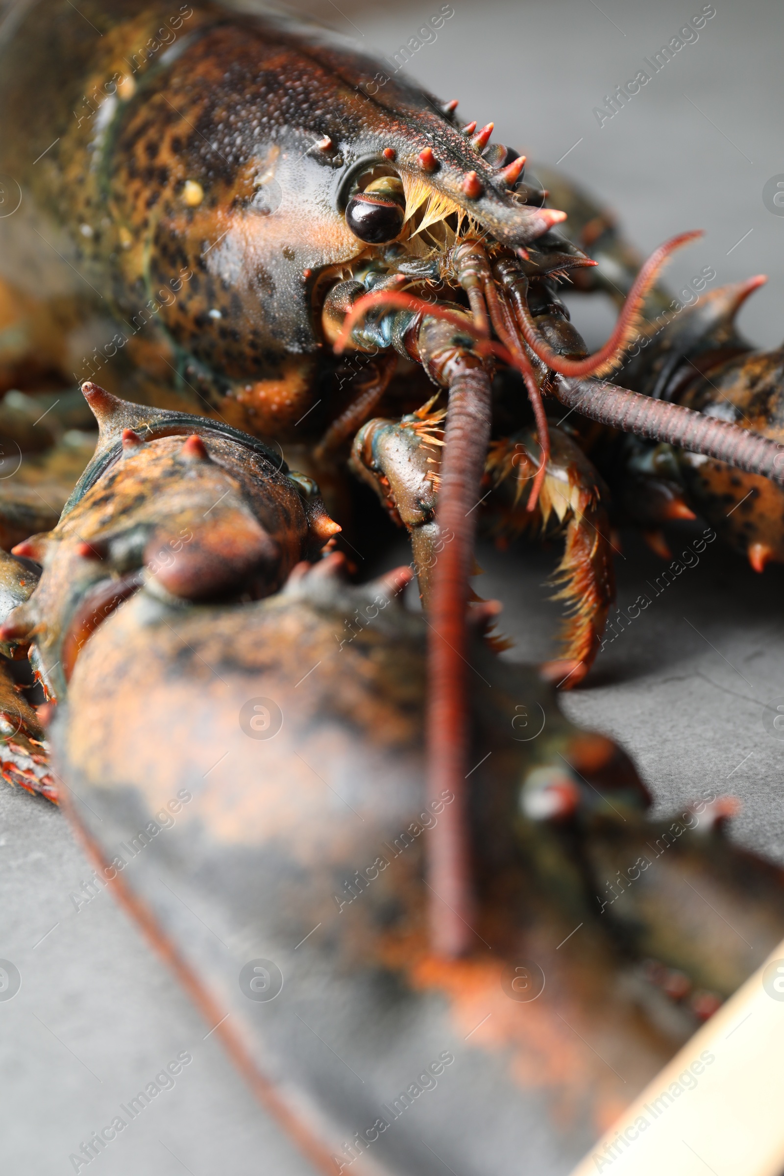 Photo of One raw lobster on grey textured table, closeup