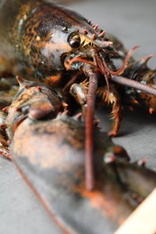 Photo of One raw lobster on grey textured table, closeup