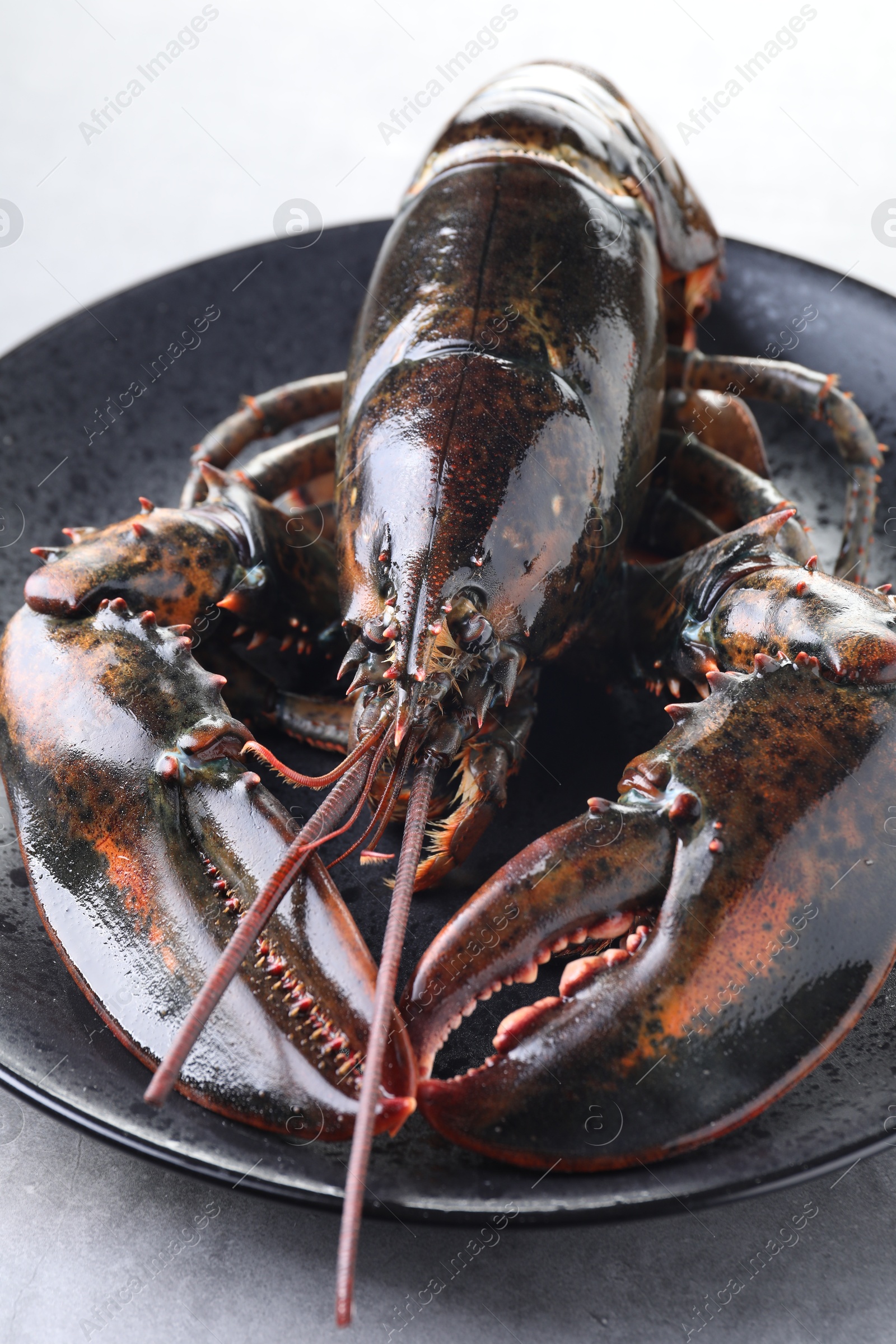 Photo of One raw lobster on grey textured table, closeup