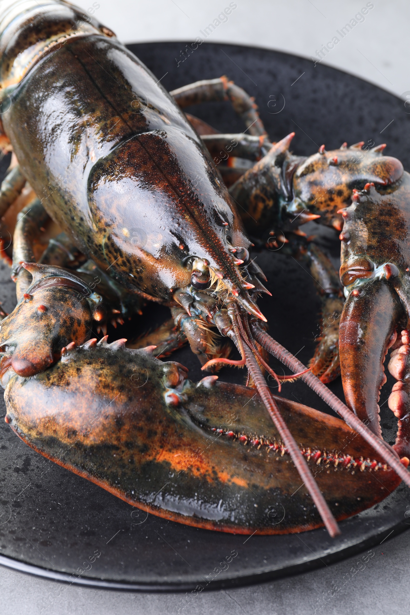 Photo of One raw lobster on grey textured table, closeup