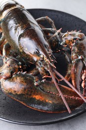 One raw lobster on grey textured table, closeup