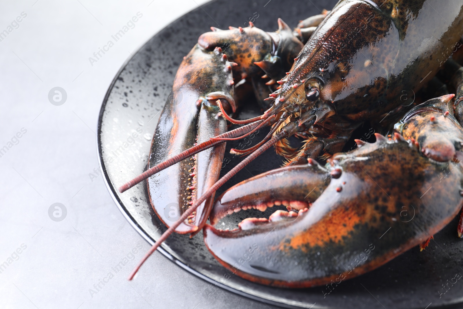 Photo of One raw lobster on grey textured table, closeup