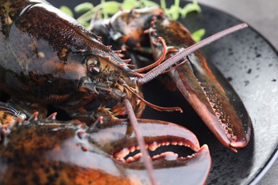 Photo of Raw lobster and microgreens on grey table, closeup