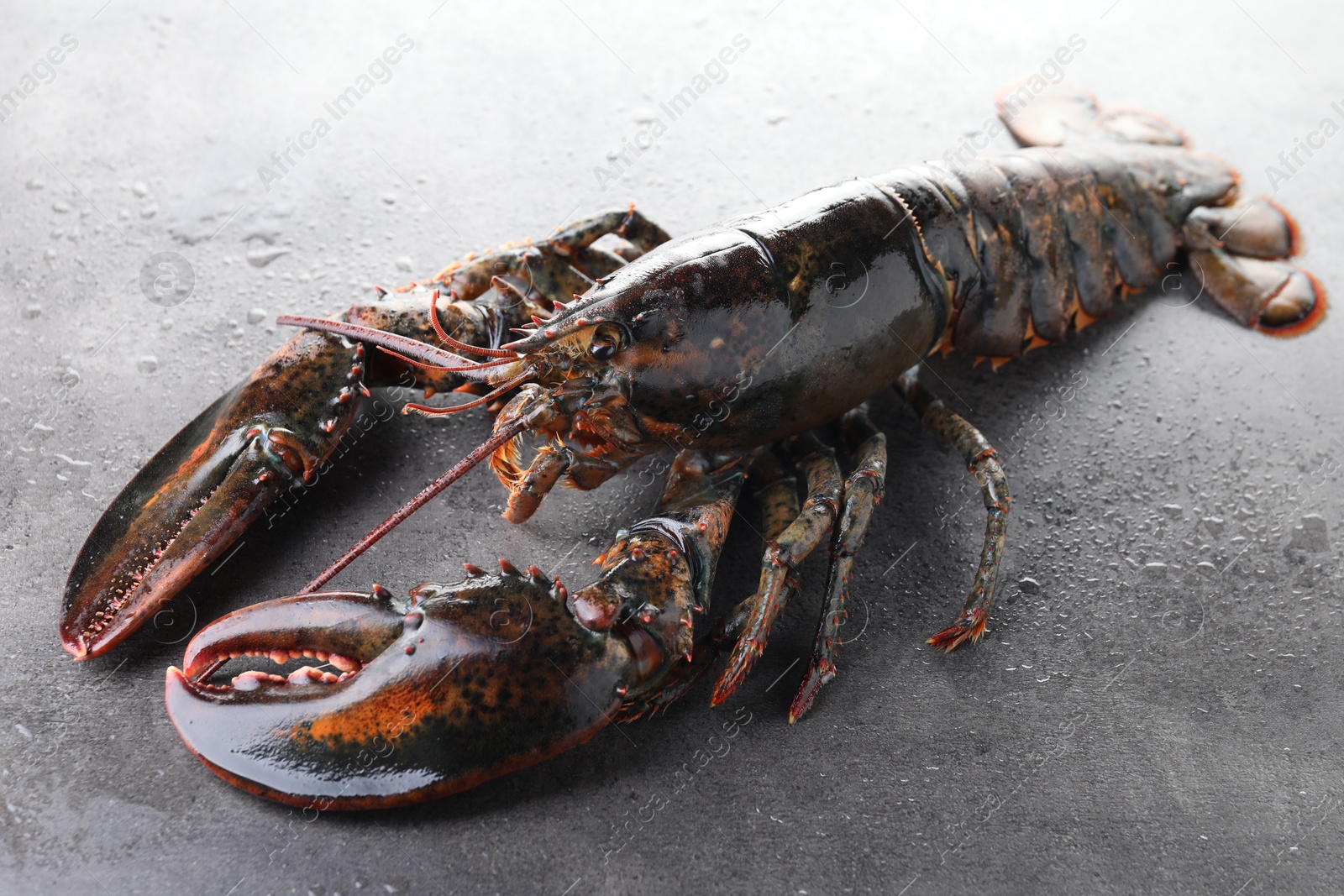 Photo of Raw lobster on grey textured table with water drops, closeup