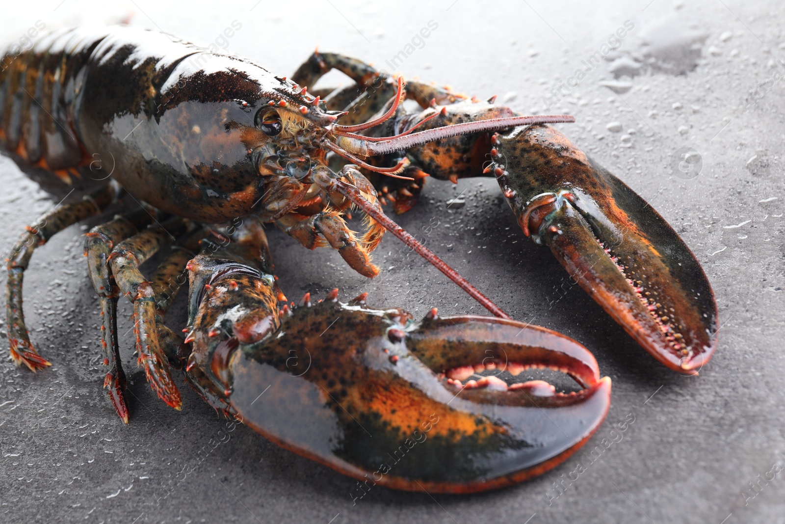 Photo of Raw lobster on grey textured table with water drops, closeup