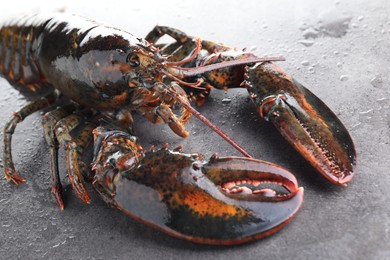 Photo of Raw lobster on grey textured table with water drops, closeup