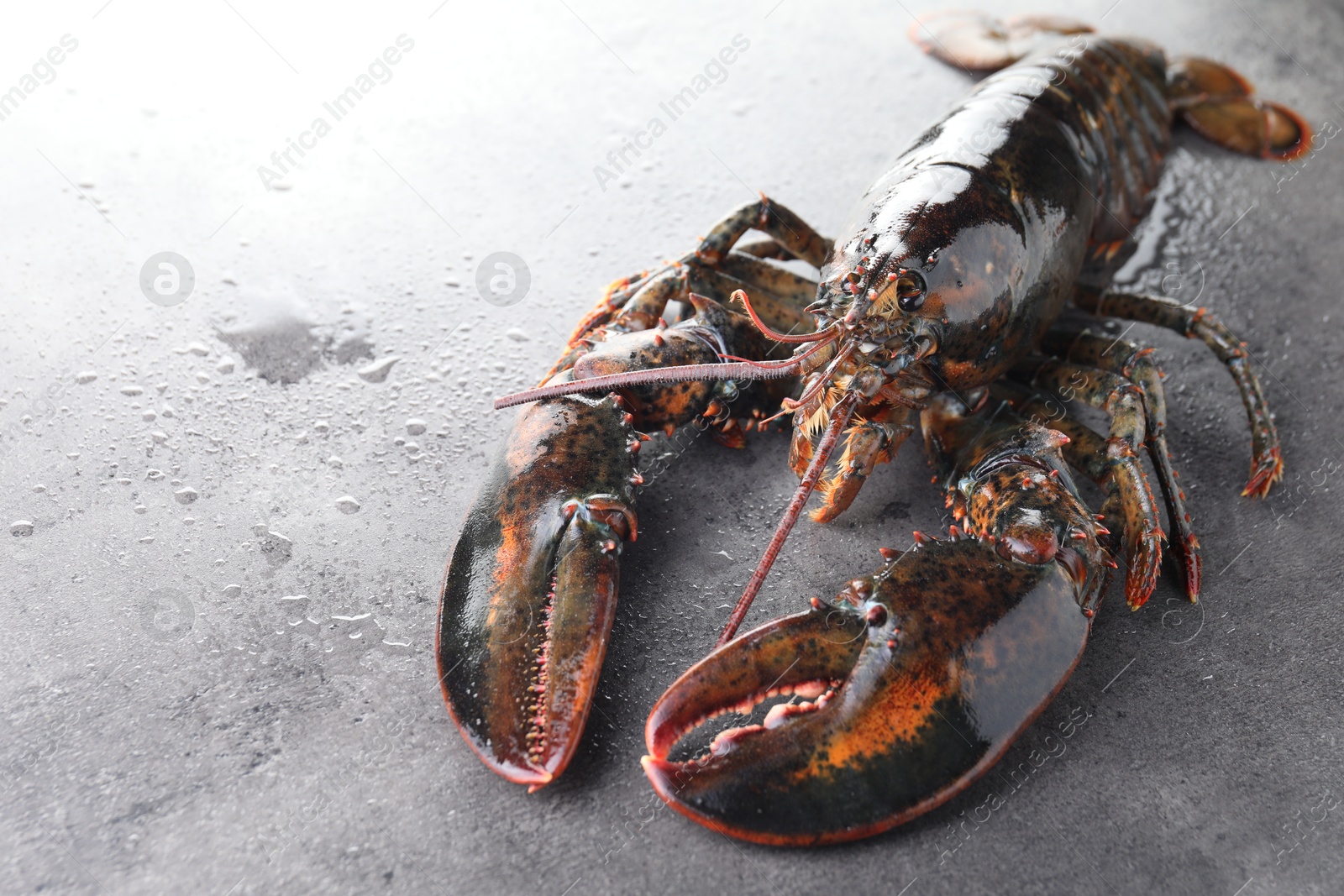 Photo of Raw lobster on grey textured table with water drops, closeup. Space for text