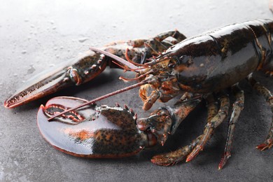 Photo of Raw lobster on grey textured table with water drops, closeup