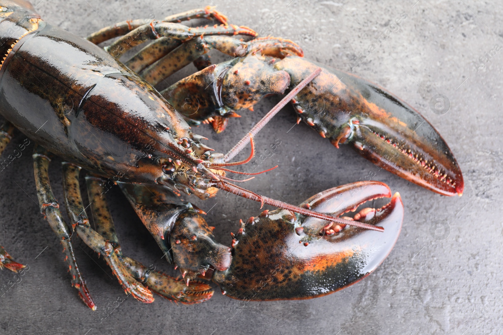 Photo of Raw lobster on grey textured table with water drops, top view