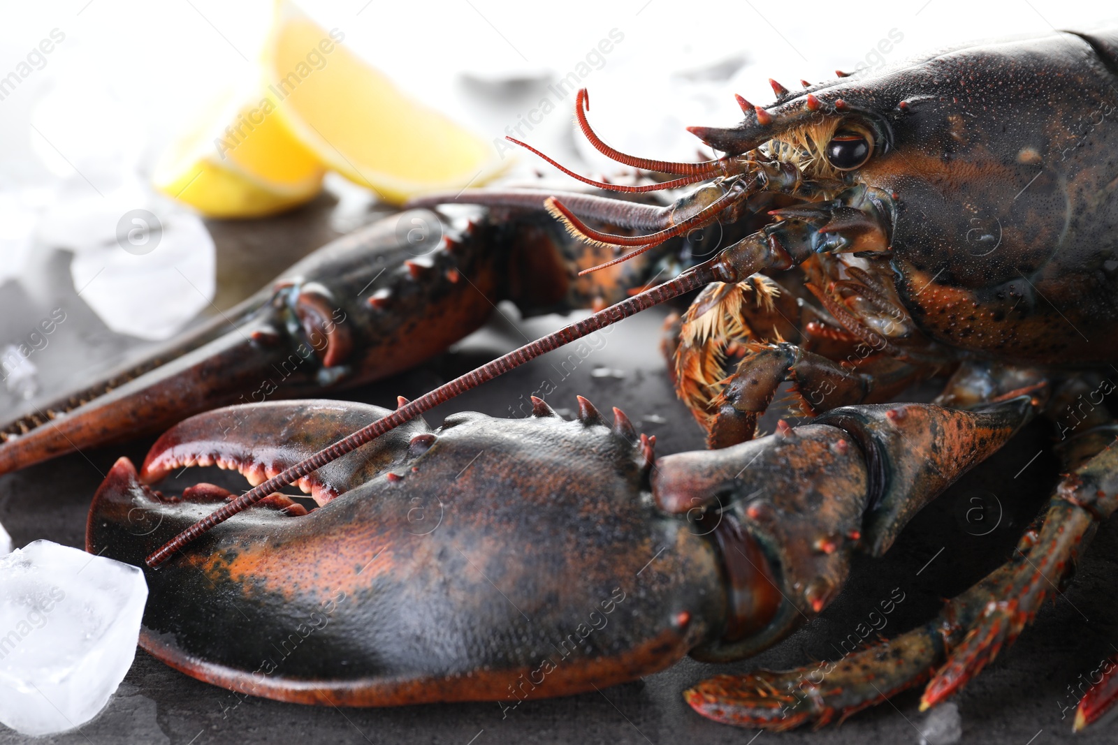 Photo of Raw lobster, ice cubes and slices of lemon on grey textured table, closeup