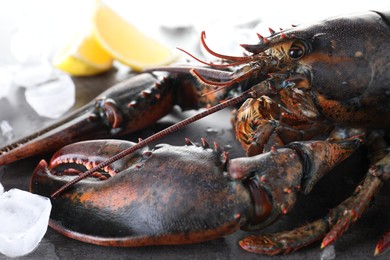 Photo of Raw lobster, ice cubes and slices of lemon on grey textured table, closeup