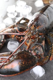 Photo of Raw lobster and ice cubes on grey textured table, closeup