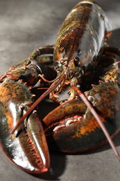 Photo of Raw lobster on grey textured table, closeup