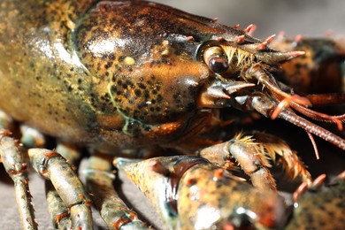 Photo of One raw lobster on blurred background, closeup