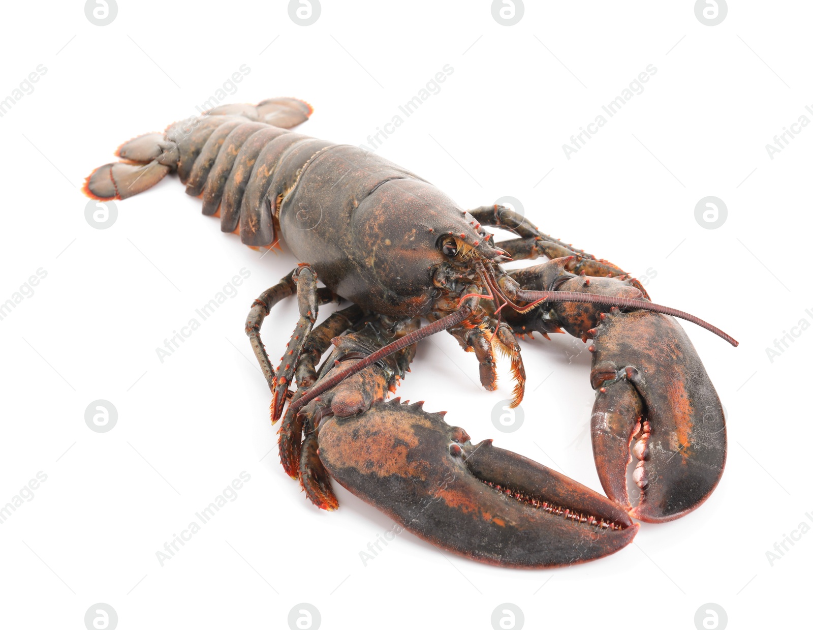 Photo of One whole raw lobster isolated on white