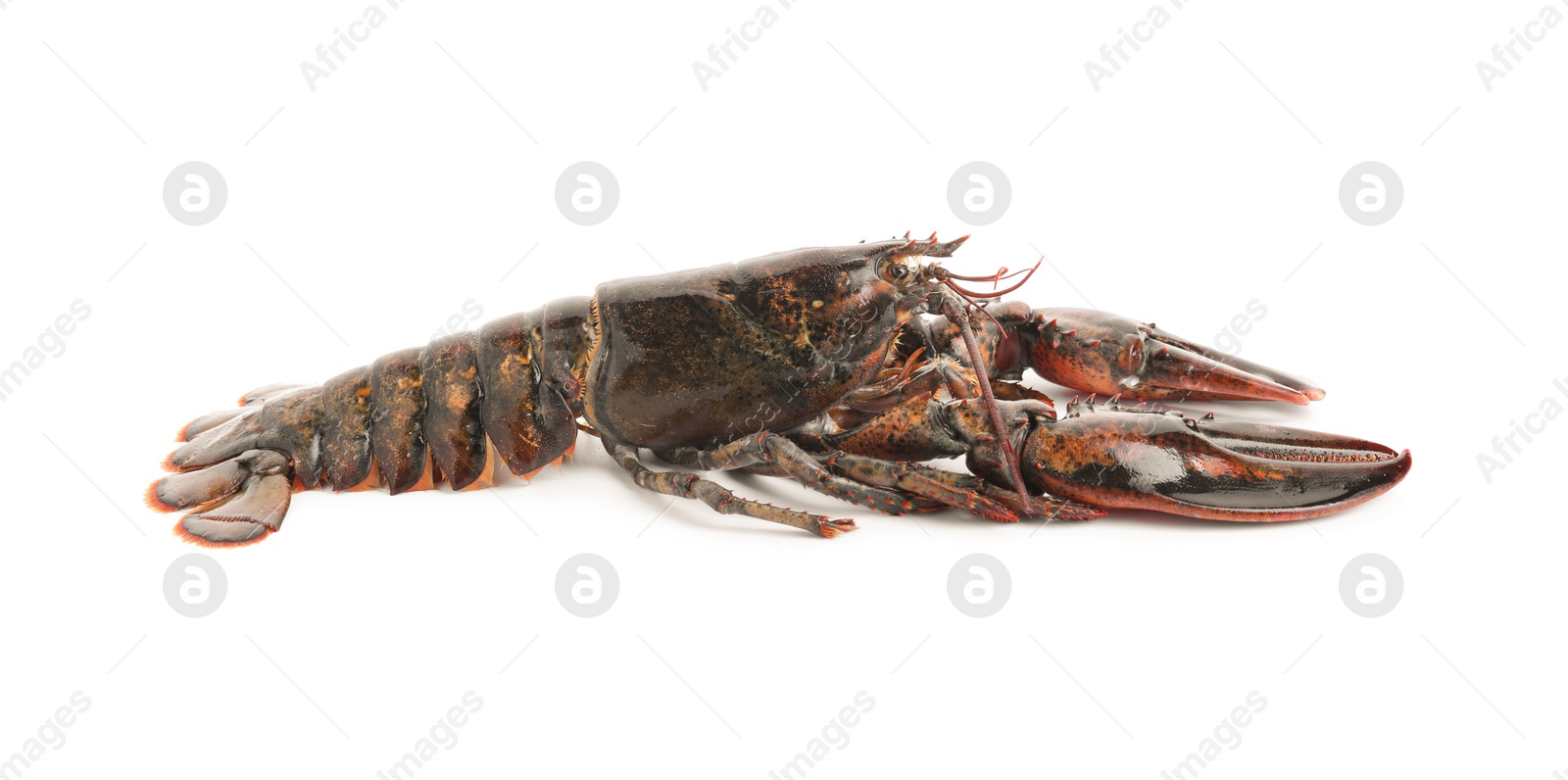 Photo of One whole raw lobster isolated on white