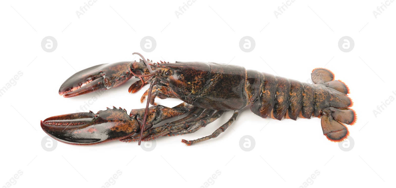 Photo of One whole raw lobster isolated on white