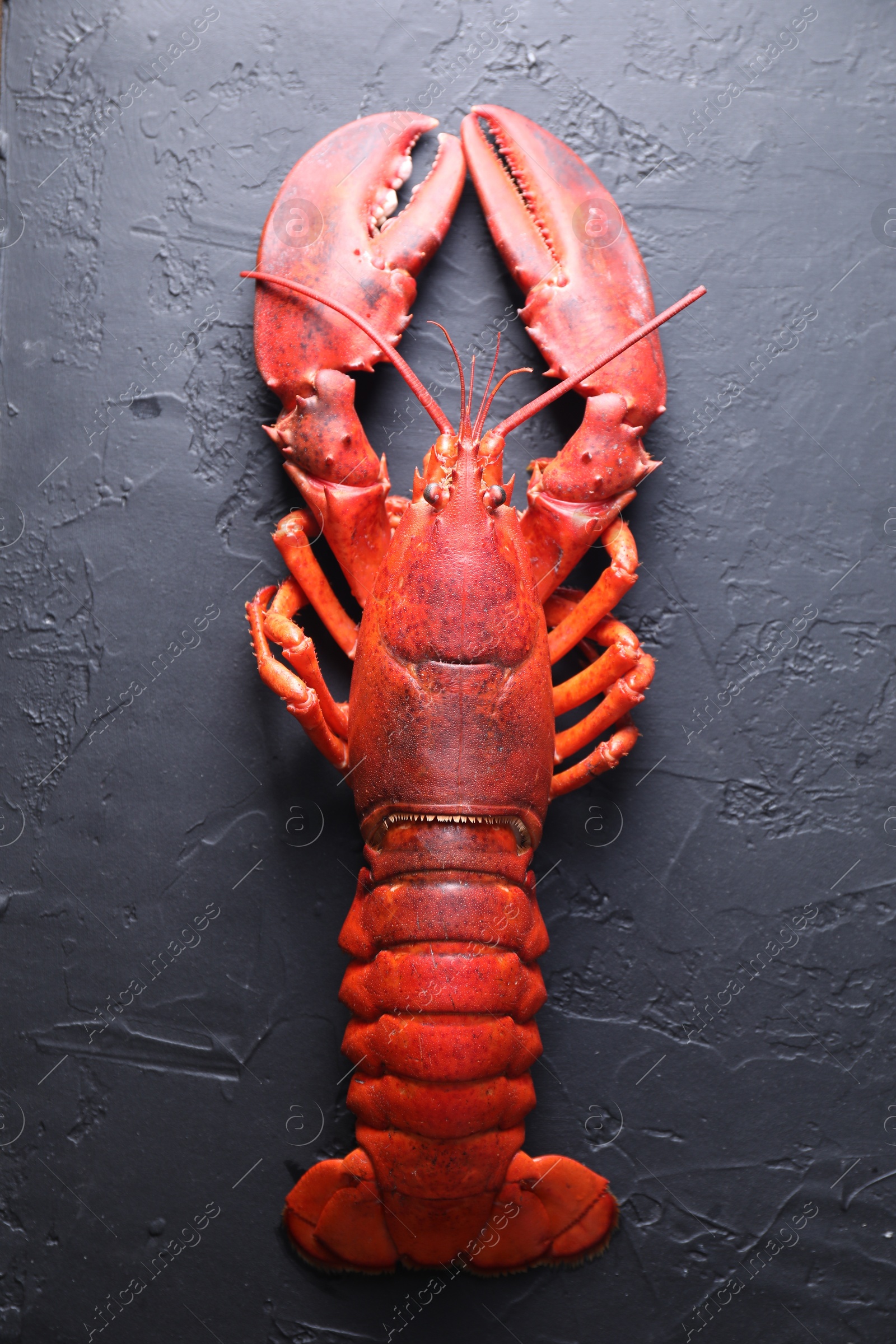 Photo of Delicious boiled lobster on black table, top view