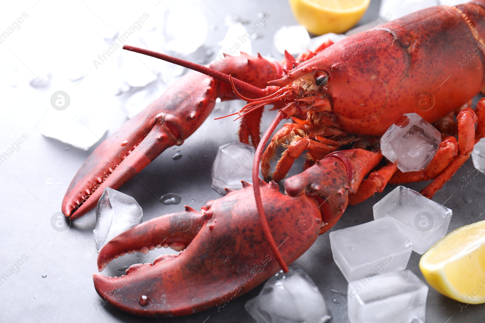 Photo of Delicious boiled lobster with ice cubes and lemon pieces on grey table, closeup