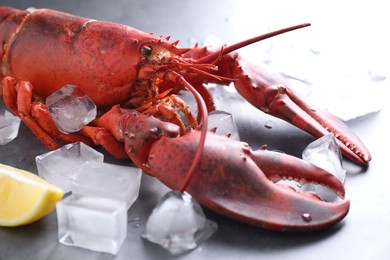 Photo of Delicious boiled lobster with ice cubes on grey table, closeup