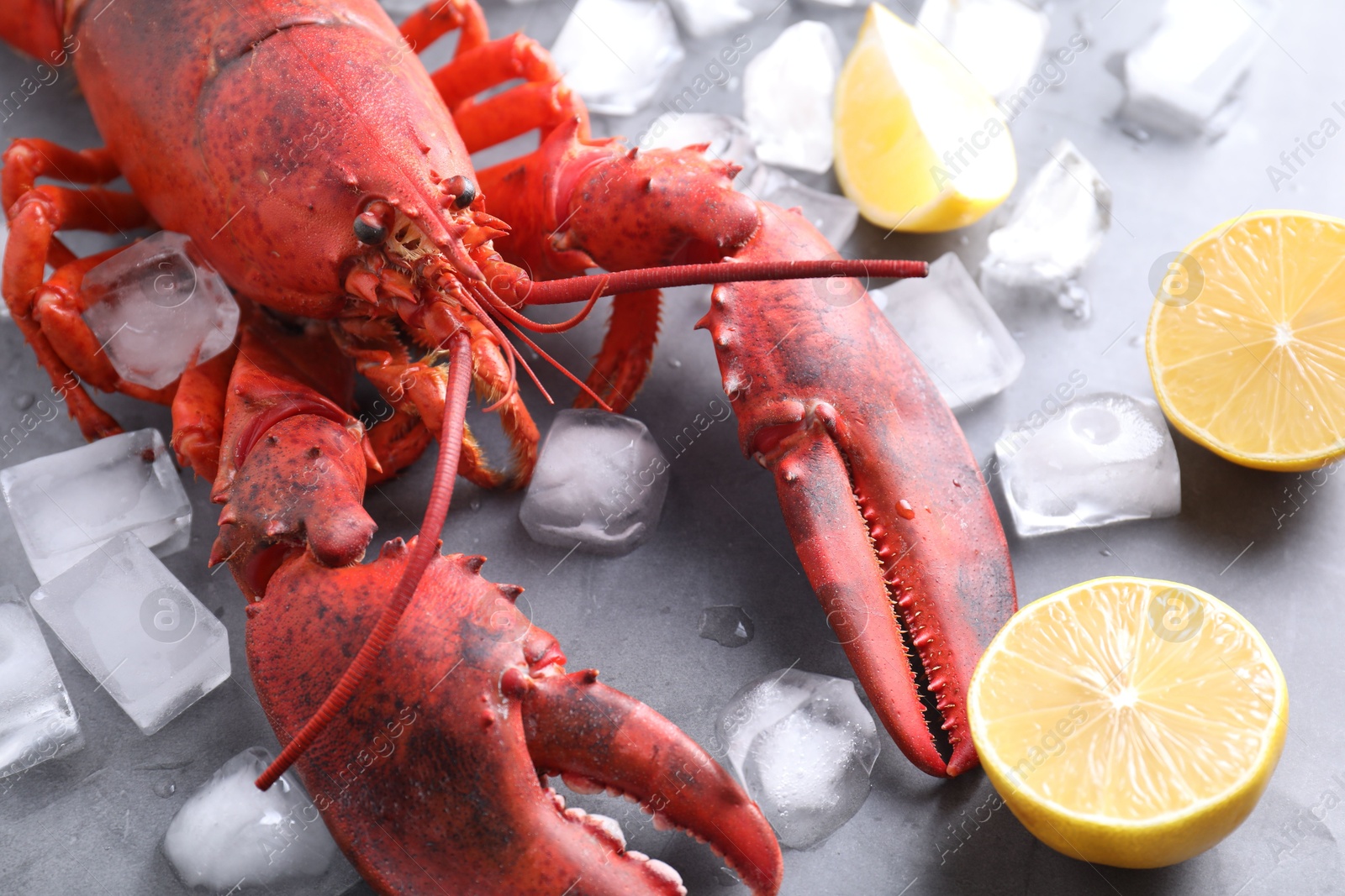 Photo of Delicious boiled lobster with ice cubes and lemon pieces on grey table, closeup