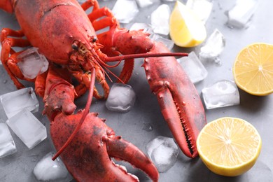 Photo of Delicious boiled lobster with ice cubes and lemon pieces on grey table, closeup