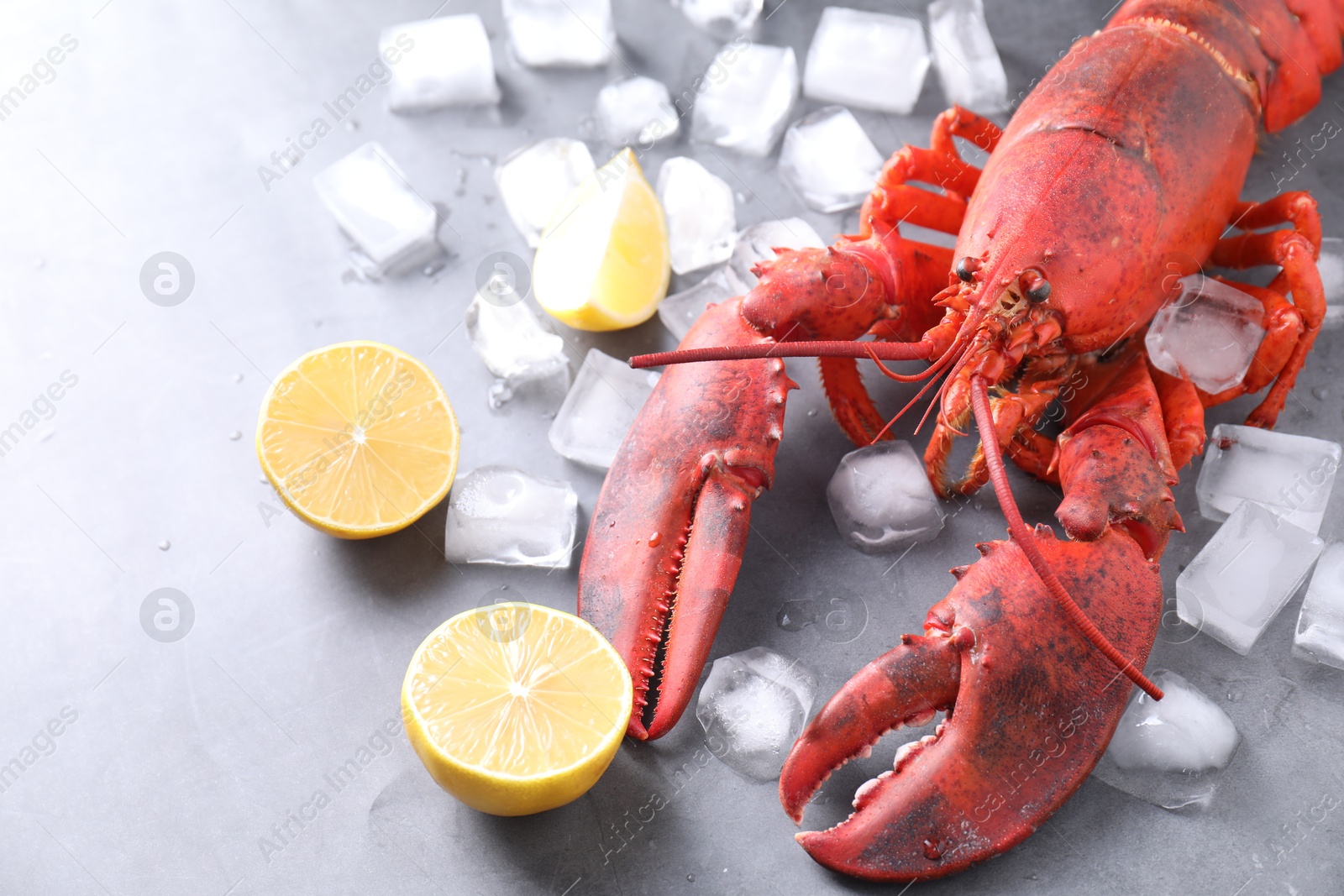 Photo of Delicious boiled lobster with ice cubes and lemon pieces on grey table, closeup