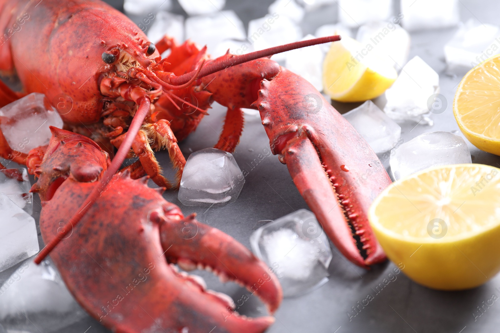 Photo of Delicious boiled lobster with ice cubes and lemon pieces on grey table, closeup