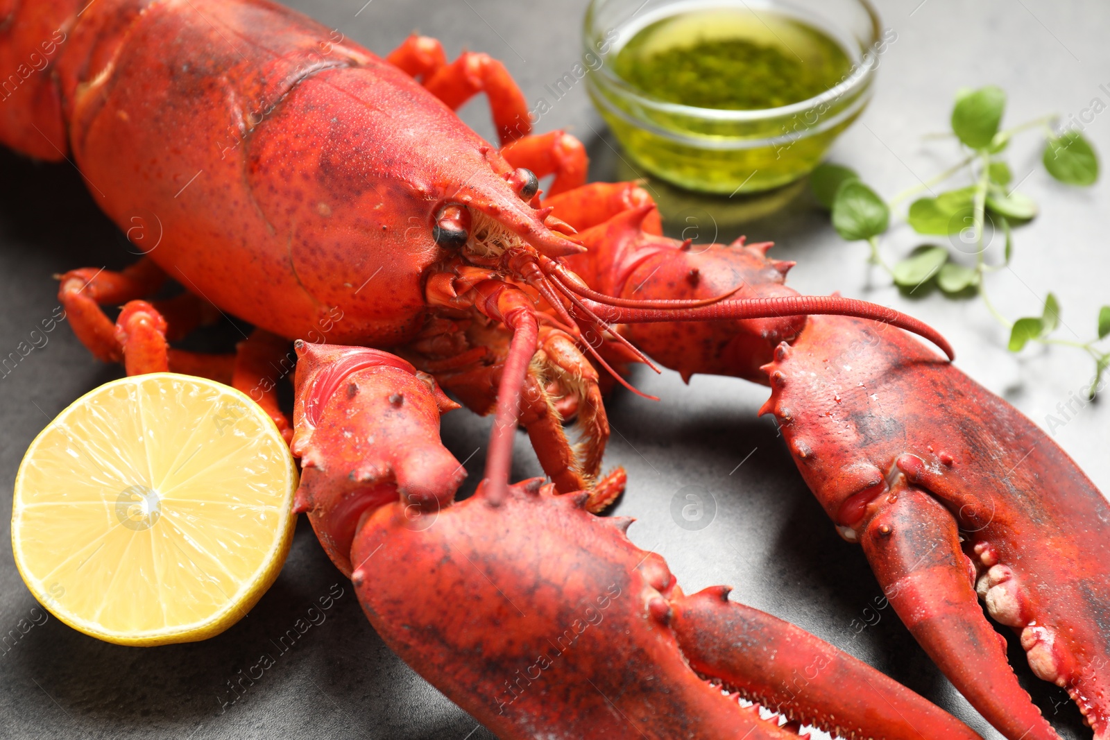 Photo of Delicious boiled lobster with oil, microgreens and lemon piece on grey table, closeup