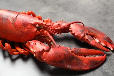 Photo of Delicious boiled lobster on grey table, closeup