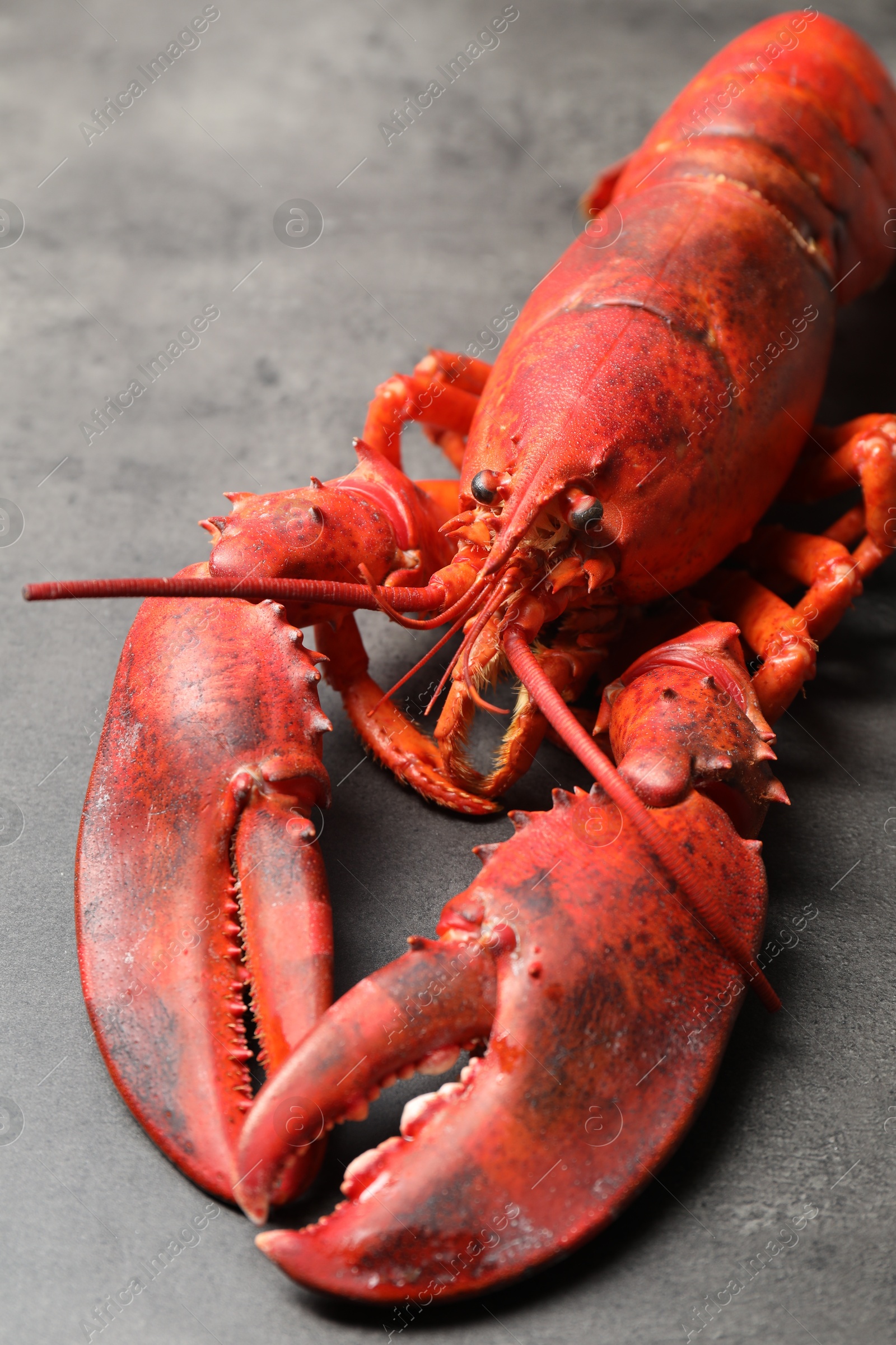 Photo of Delicious boiled lobster on grey table, closeup