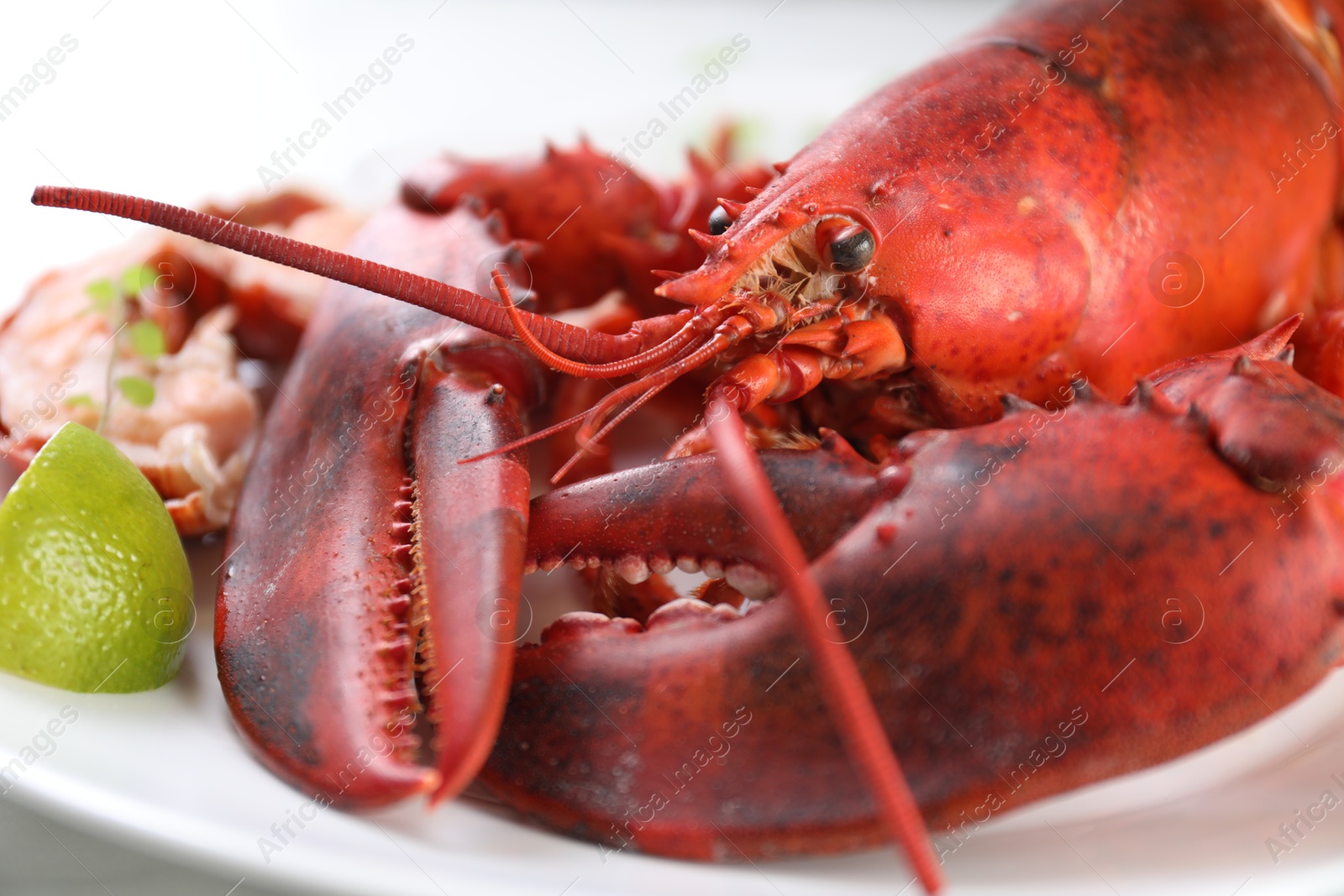 Photo of Delicious boiled lobster served on white table, closeup